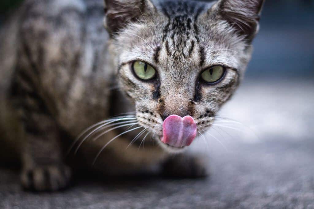Best Vet Recommended Dry Cat Food Brands