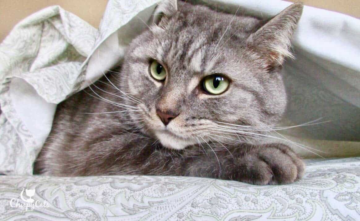 5 cose che ho imparato a fare un letto con i gatti