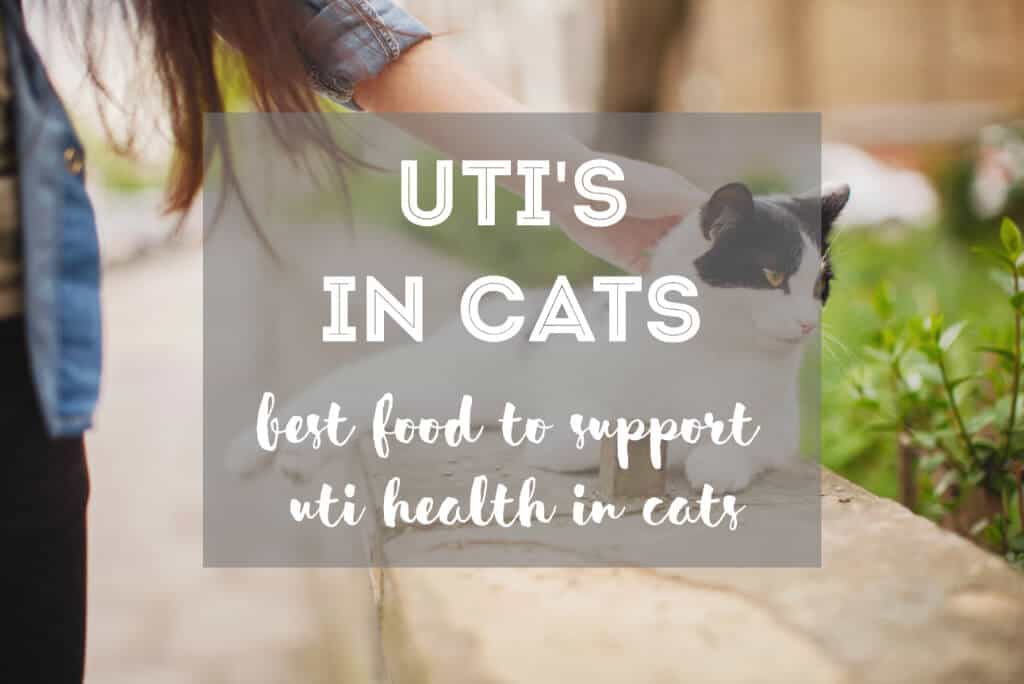 The Best Cat Food for Urinary Tract Infections in Cats - Guide + Tips
