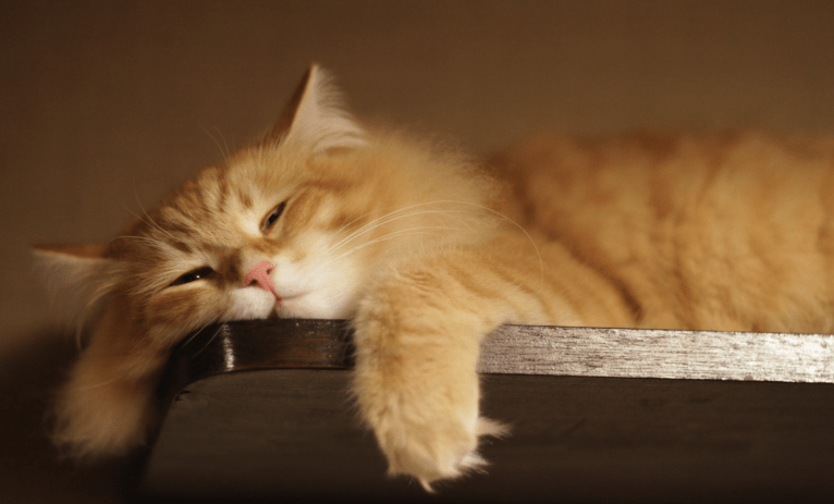 5 motivi per cui i gatti sono così pigri!