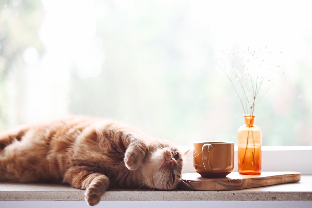 6 grandi città amiche dei gatti nel mondo