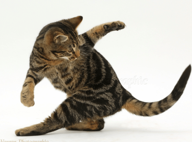 7 motivi per cui i gatti inseguono la coda