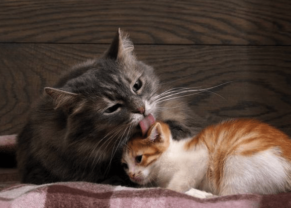 7 motivi per cui i gatti si puliscono a vicenda?