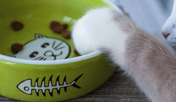 7 recensioni di cibo per gatti speciali per gatti (richiami, pro e contro)