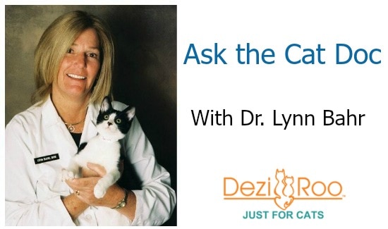 Ask-the-Cat-Doc-with-Dr.-Lynn-Bahr