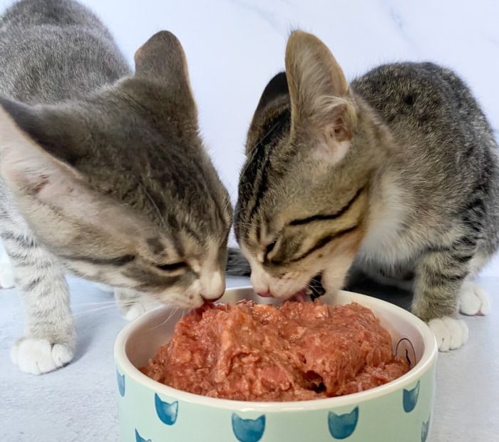 raw-food-kittens-senior-cats