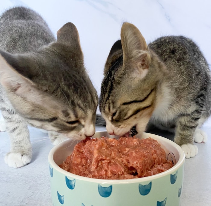 raw-food-kittens-senior-cats