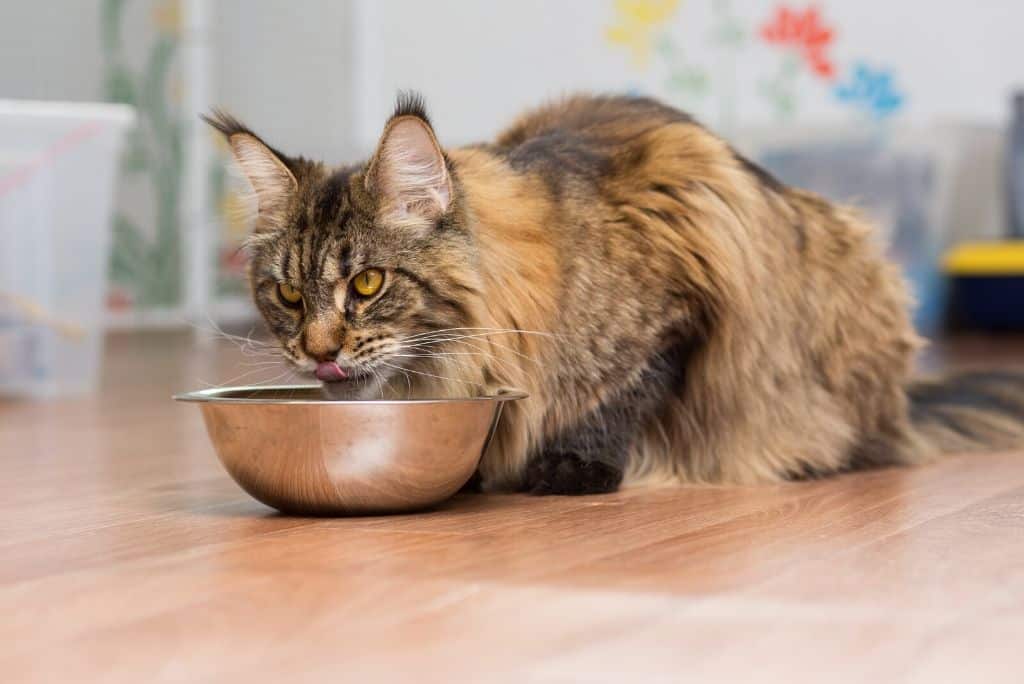 How NOT to Make Raw Cat Food