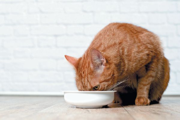 Come nutrire i gatti: stiamo sbagliando?