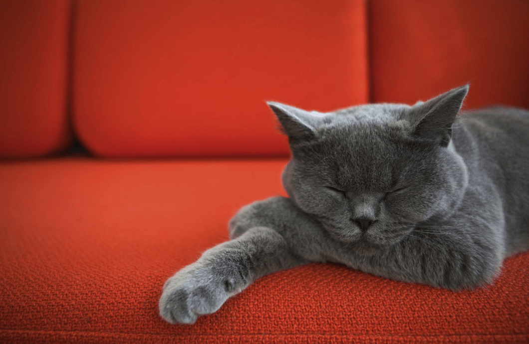Come tenere i peli di animali domestici lontani dai cuscini del divano - Pawsome Kitty