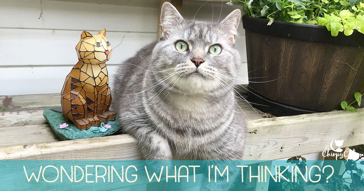 Cosa sta davvero pensando il tuo gatto?
