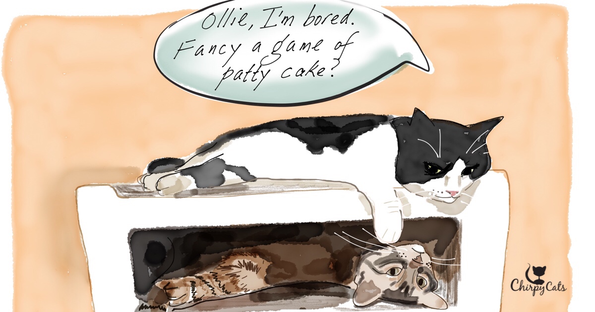 Cosa ti sta insegnando il tuo gatto sul tiragraffi perfetto?