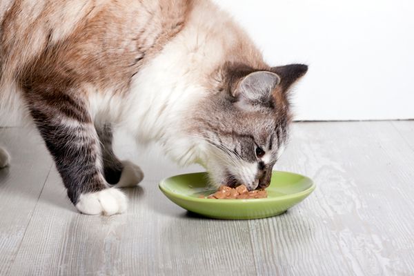 Esattamente quanto dovrei nutrire il mio gatto ogni giorno?
