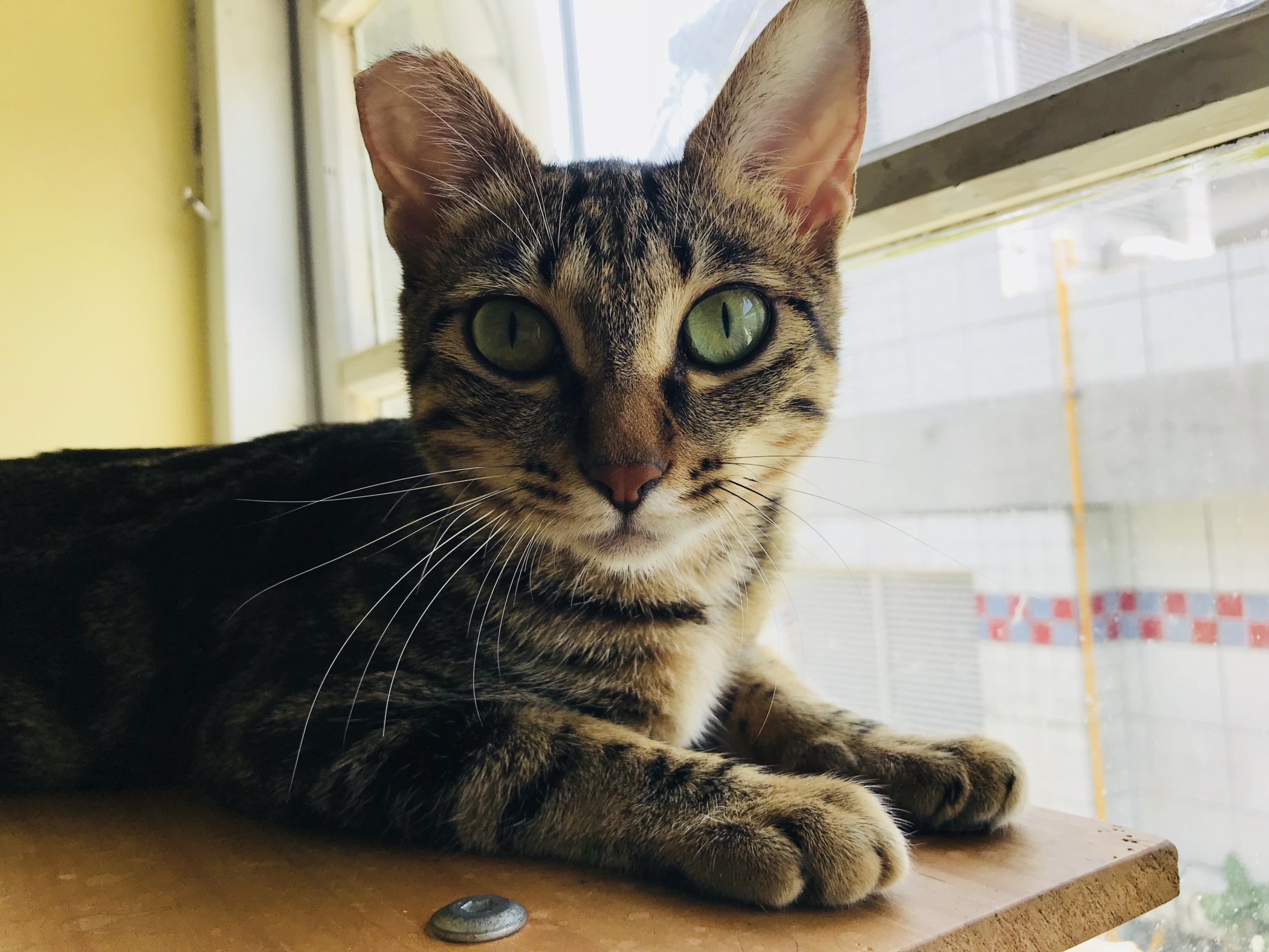 Fai del bene e divertiti: Rescue Cat Cafes a Taipei