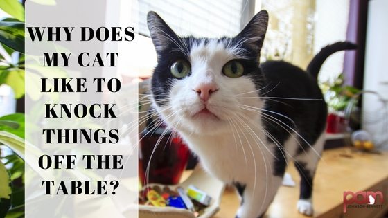 Far cadere le cose dal tavolo?  L'esperto di comportamento dei gatti offre consigli