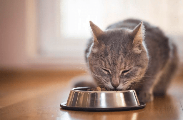 I 7 migliori alimenti per gatti a basso contenuto di carboidrati e ad alto contenuto proteico (aggiornato 2018)