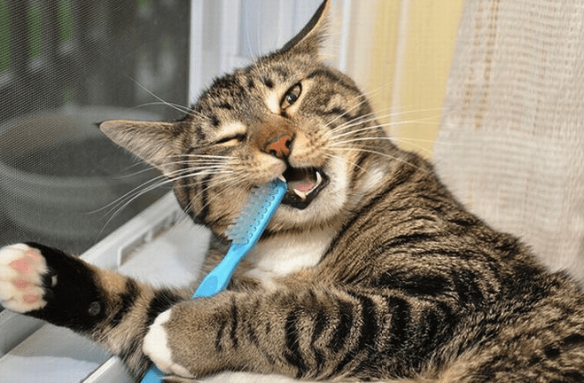 I 7 migliori trattamenti dentali per gatti (aggiornato 2018)