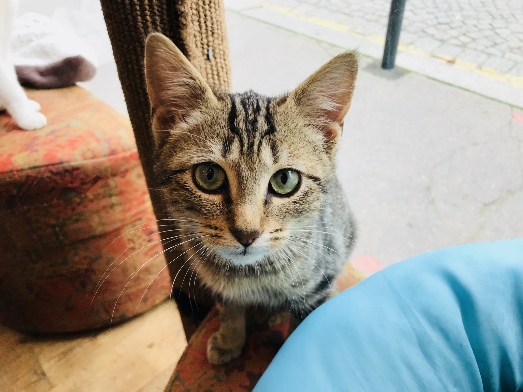 I Cat Café di Francia, parte I