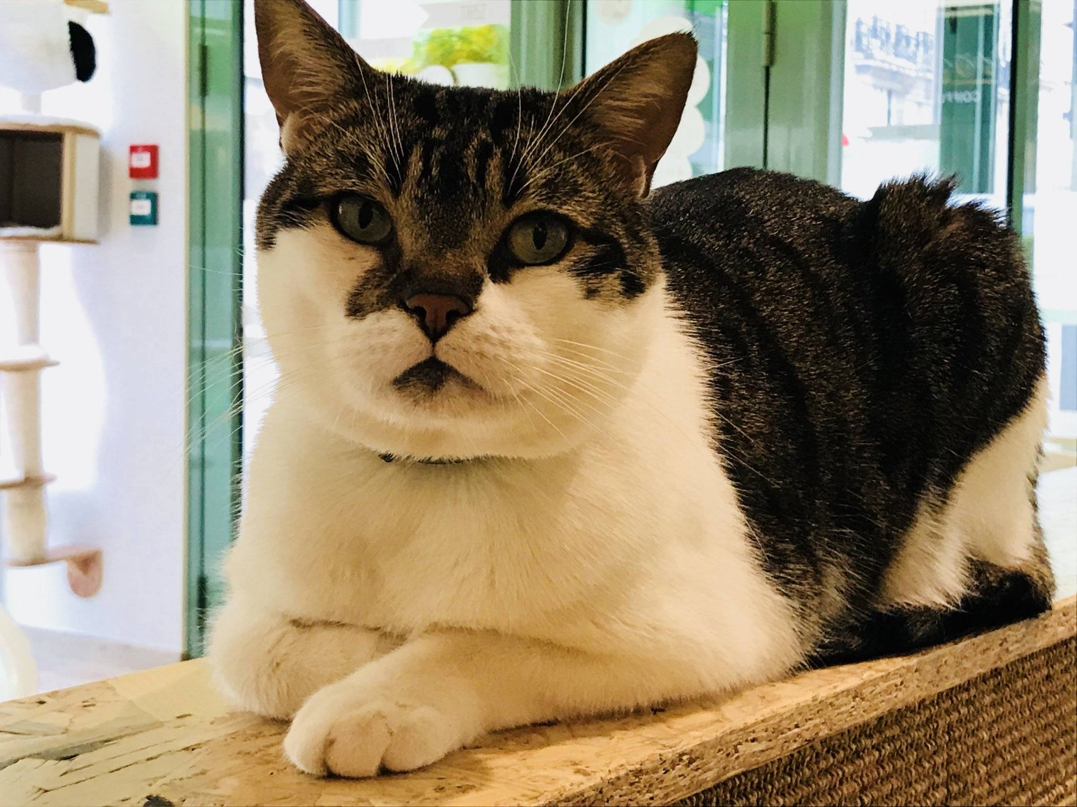 I Cat Cafes di Francia, parte II