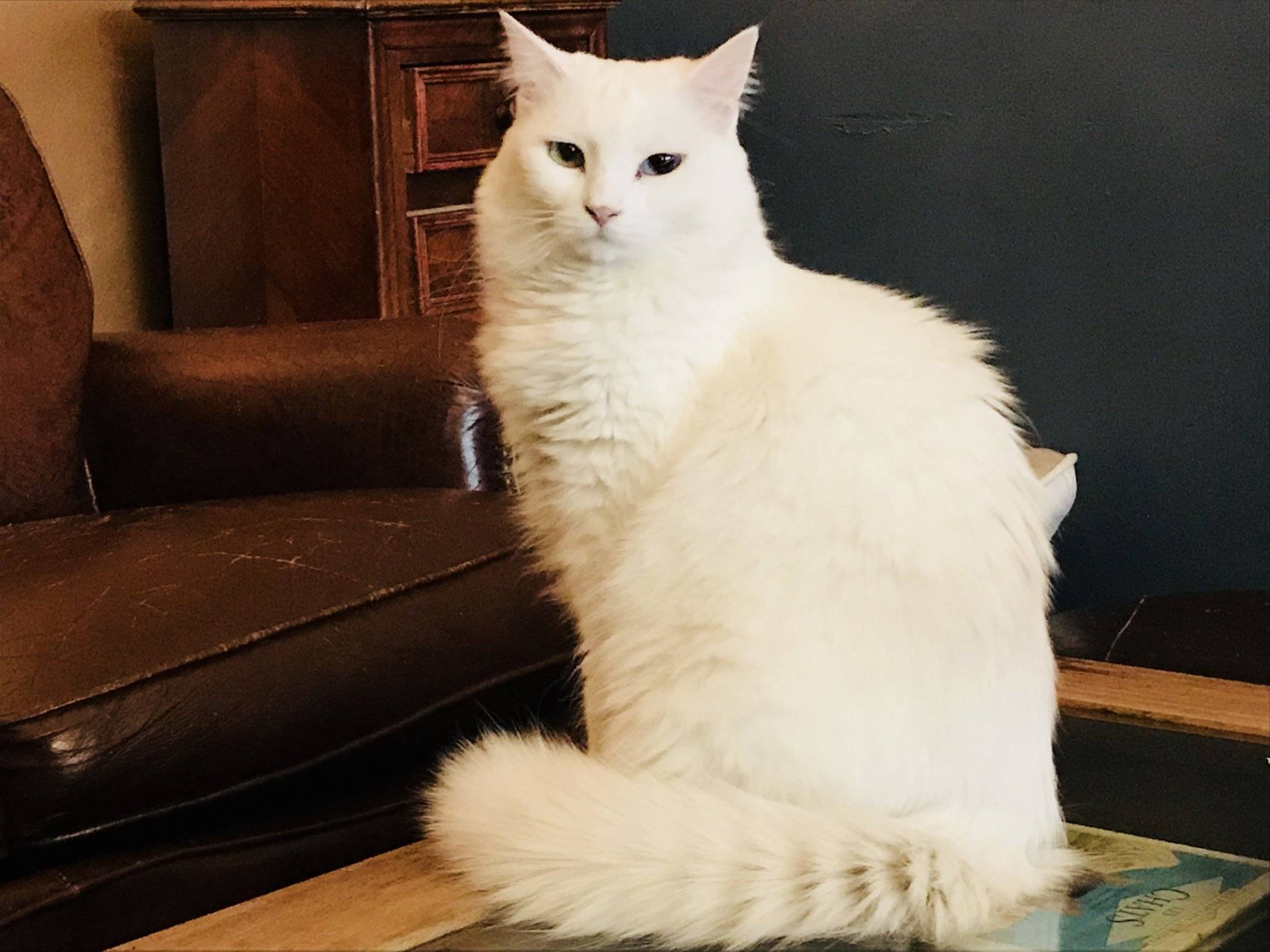 I Cat Cafes di Francia, parte III
