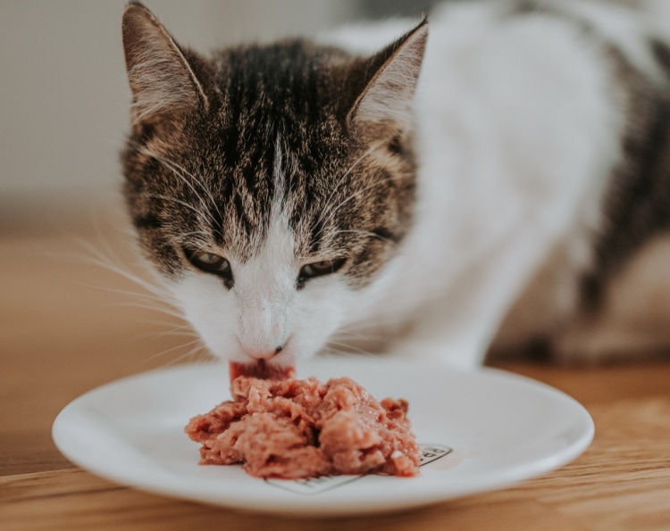 cat-eating-raw-cat-food