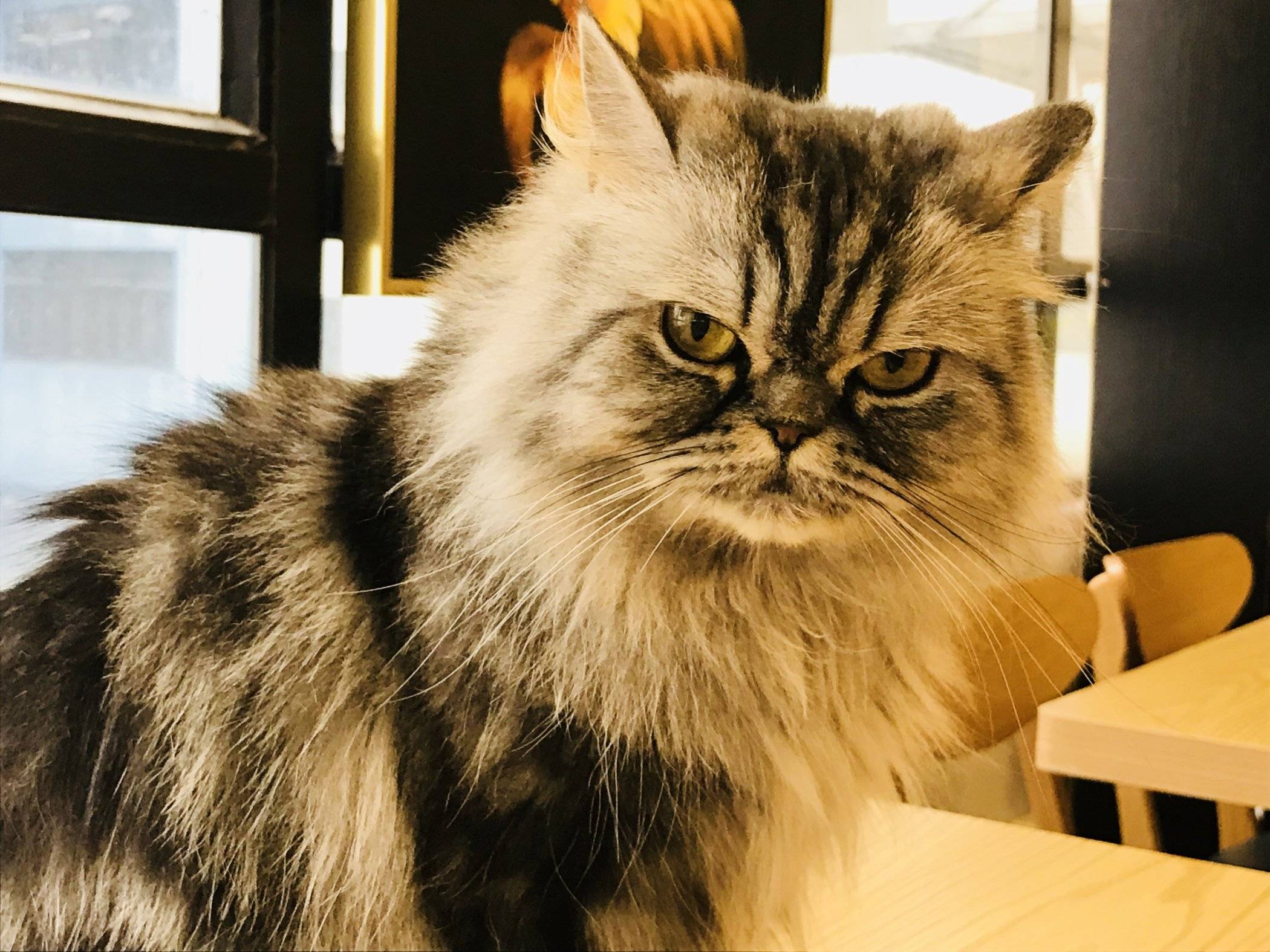 I cinque migliori Cat Cafe di Hong Kong