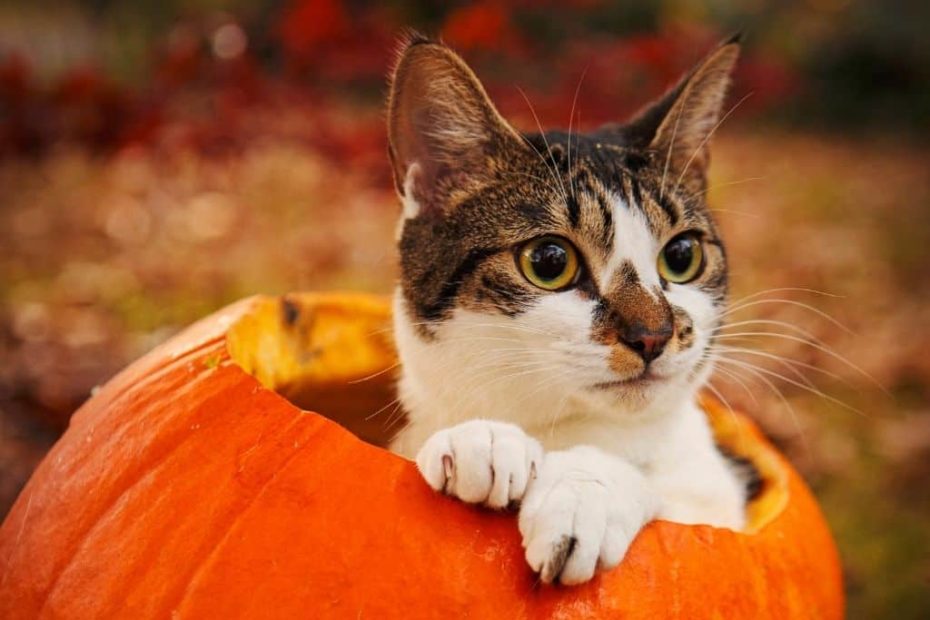 cat inside pumpkin