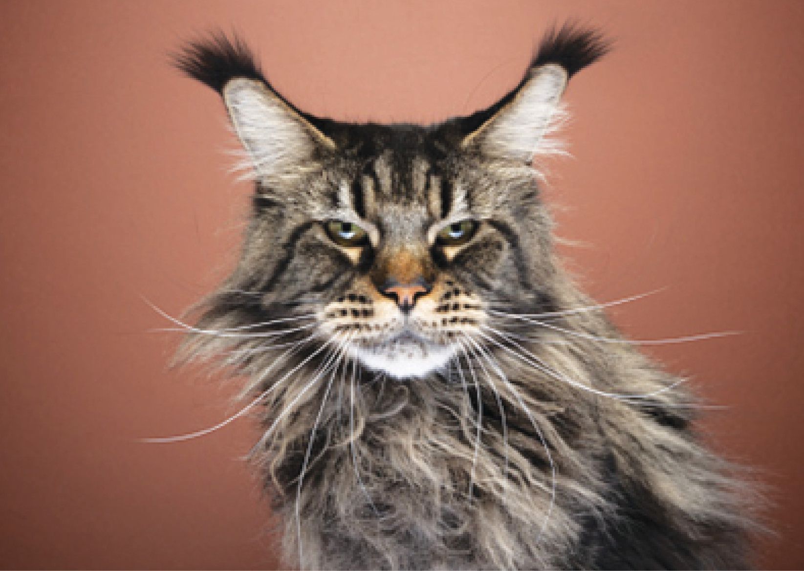 I gatti possono portare rancore?