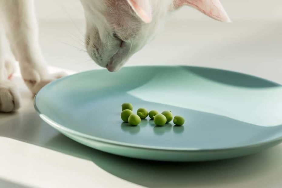 white cat looking at plate of peas