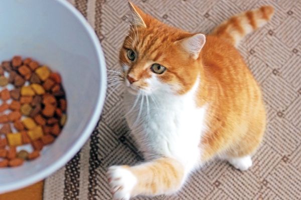 Il cibo vegano per gatti va bene?