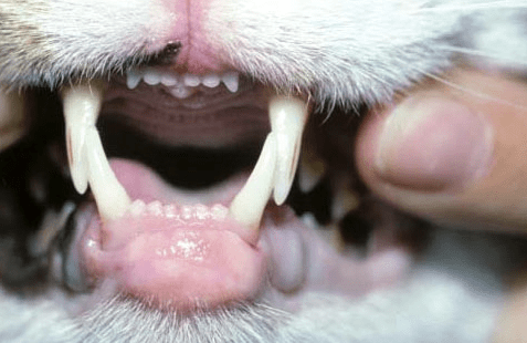 Labbro inferiore gonfio del gatto, cosa possiamo fare?