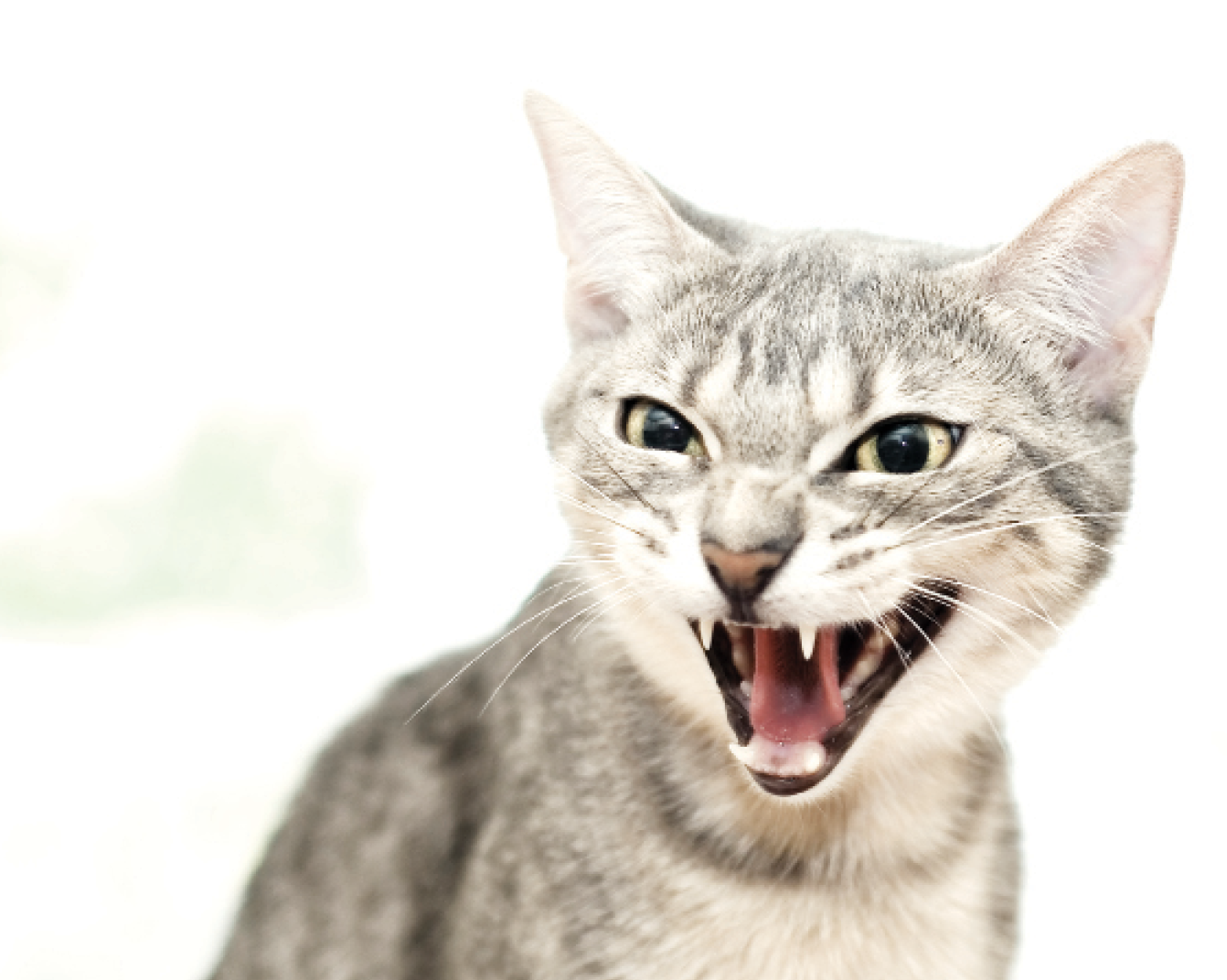 Perché Kitty è così arrabbiata?  Potrebbe essere reindirizzato all'aggressività