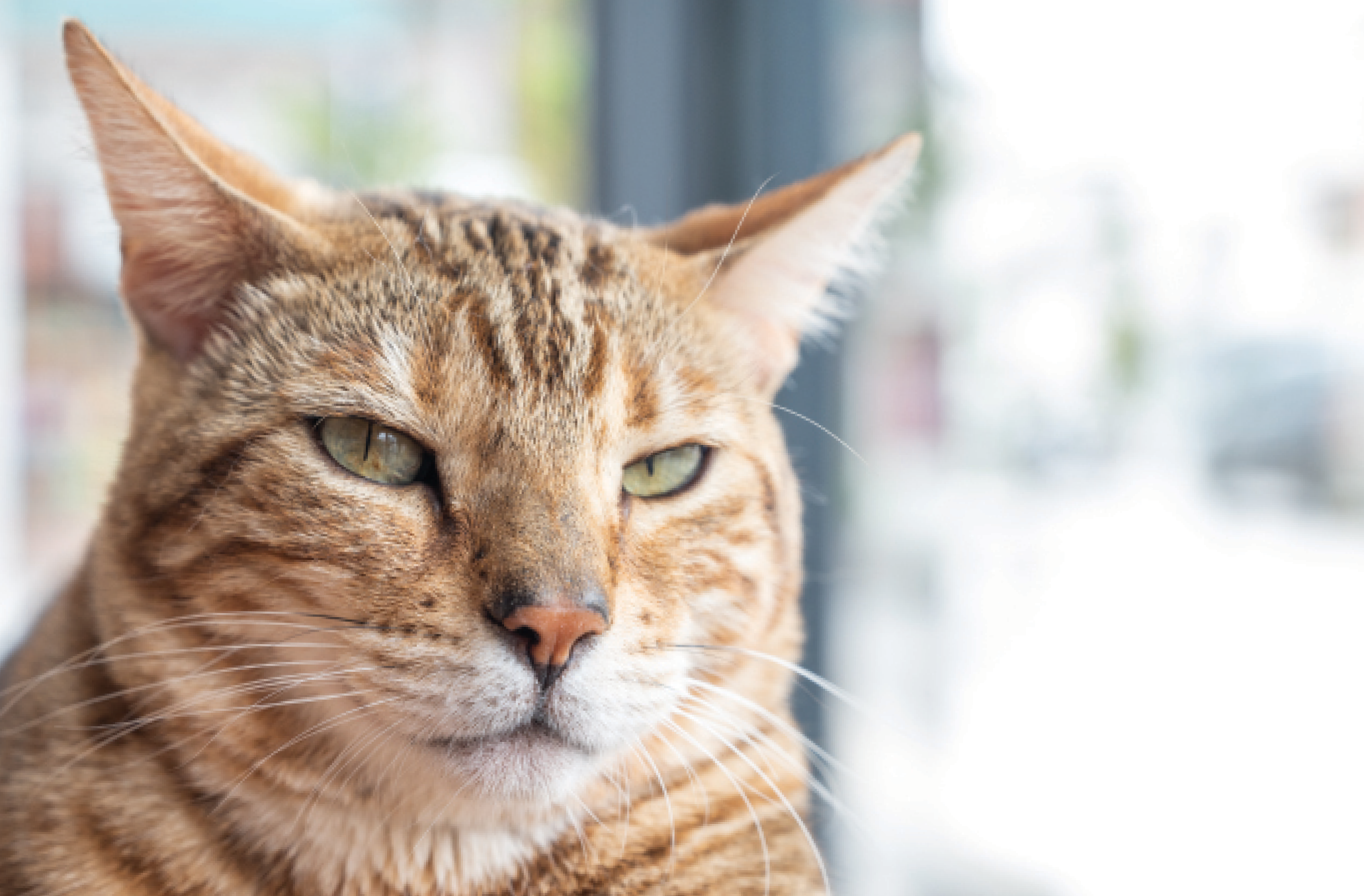 Perché i gatti muovono le orecchie?