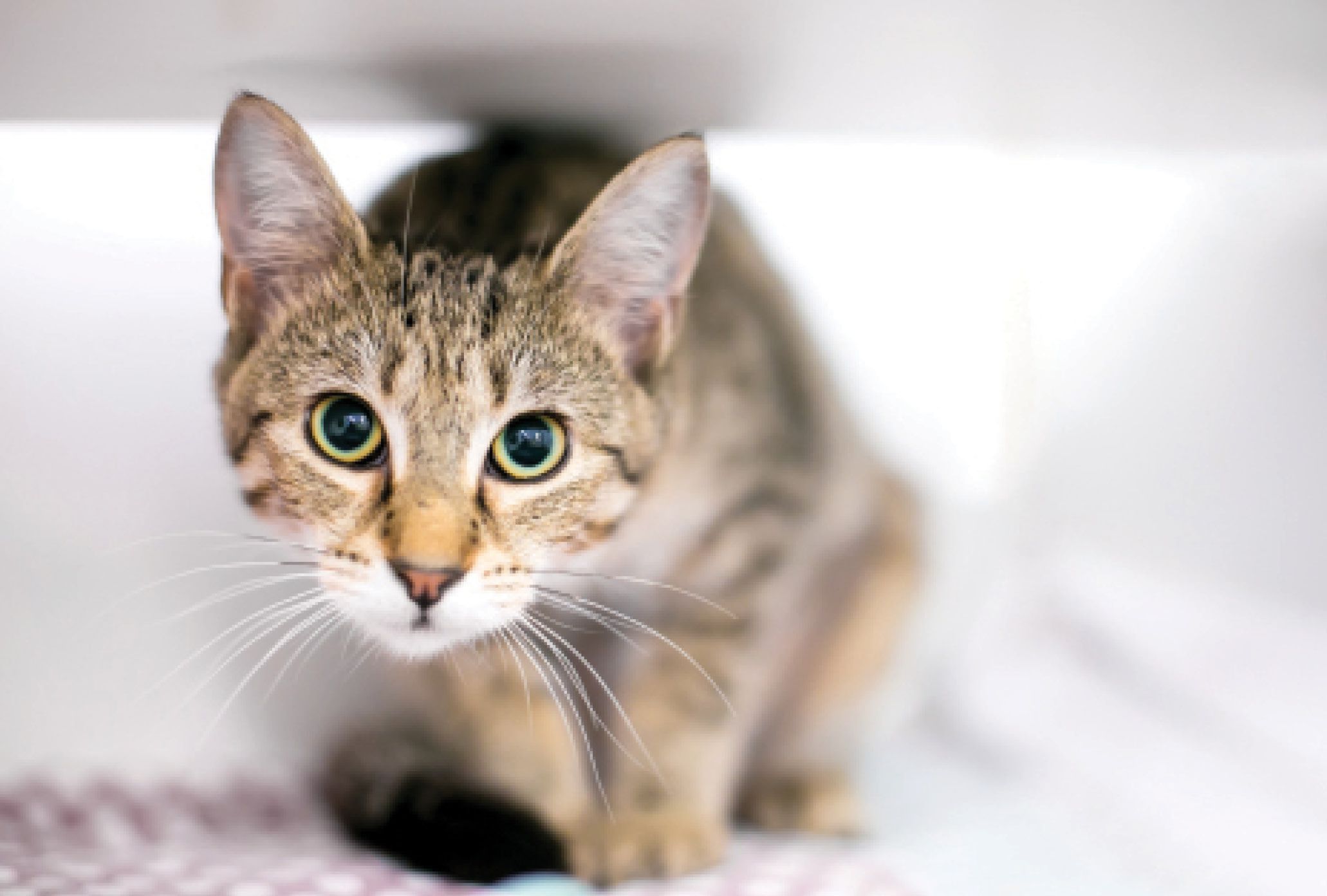 Perché i gatti si intrufolano?