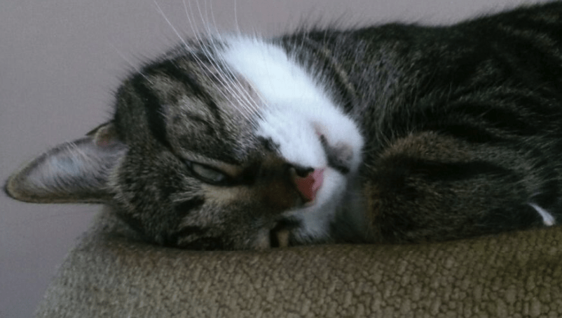 Perché il gatto dorme con gli occhi aperti?