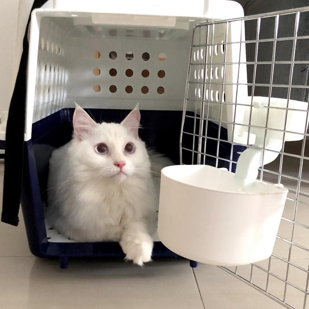 Problemi con il trasportino per gatti?  Questi semplici consigli possono aiutare