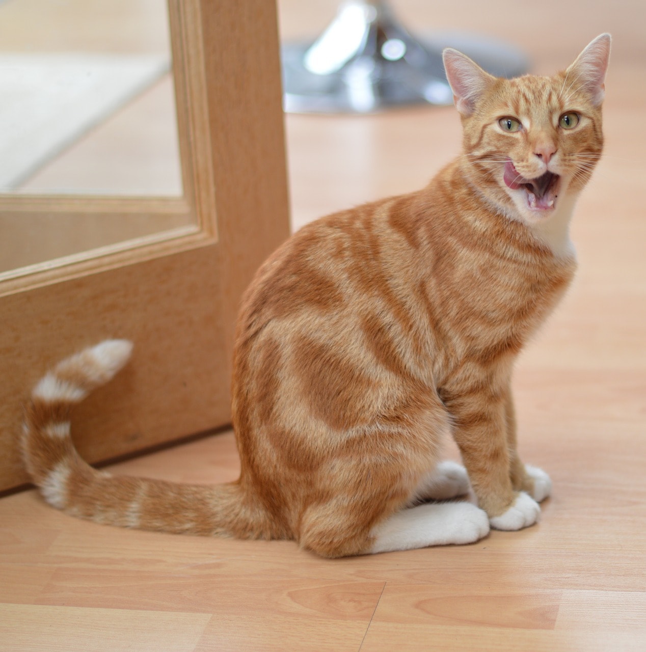 how-much-to-feed-cat