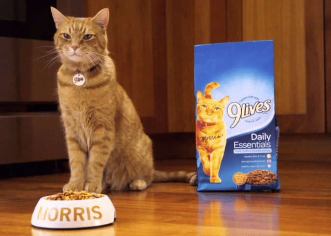 Recensioni di cibo per gatti 9Lives (richiami, pro e contro)