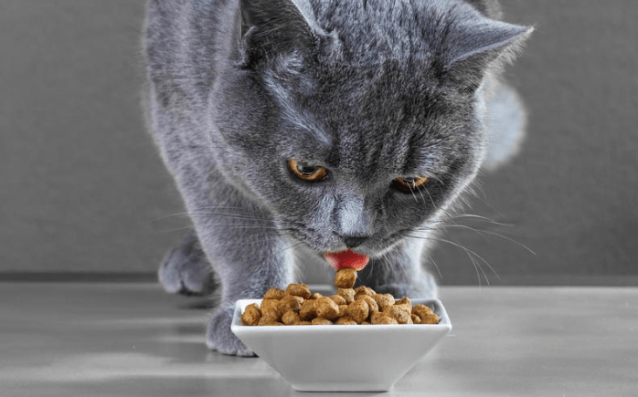 Recensioni recensioni cibo per gatti Triumph (richiami, pro e contro)