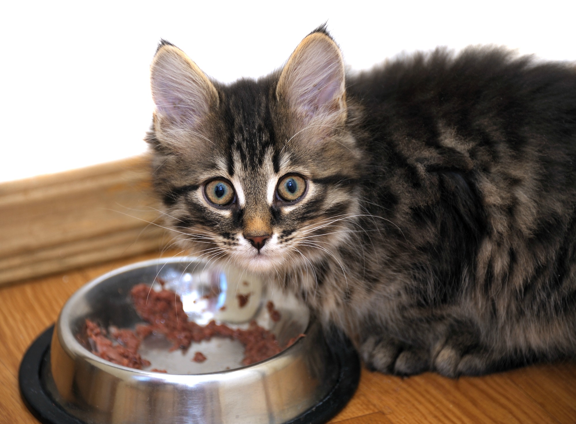 cat-food-allergies