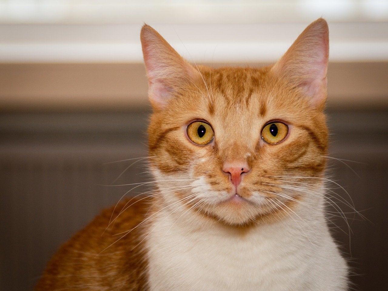 train-cat