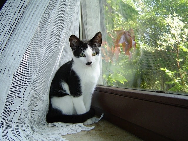 cat_at_window