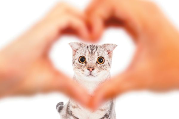 Cat in heart hands.
