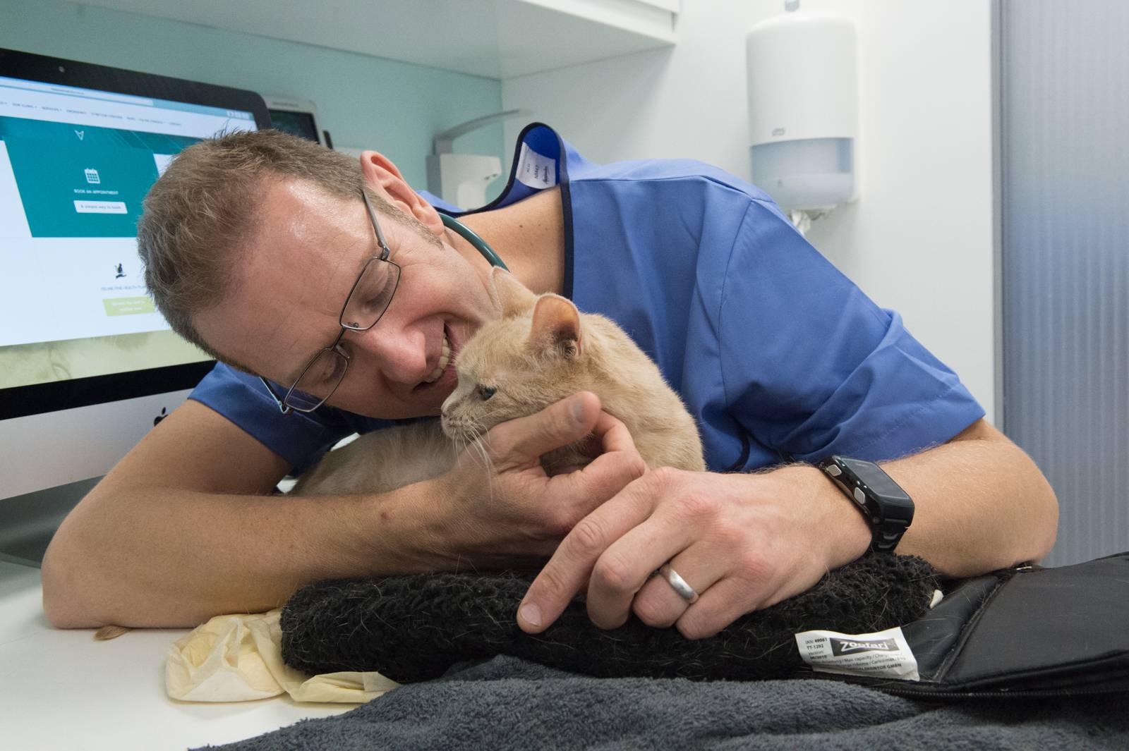 Il veterinario avverte che la popolazione di gatti "soffre di dolori dentali in silenzio"