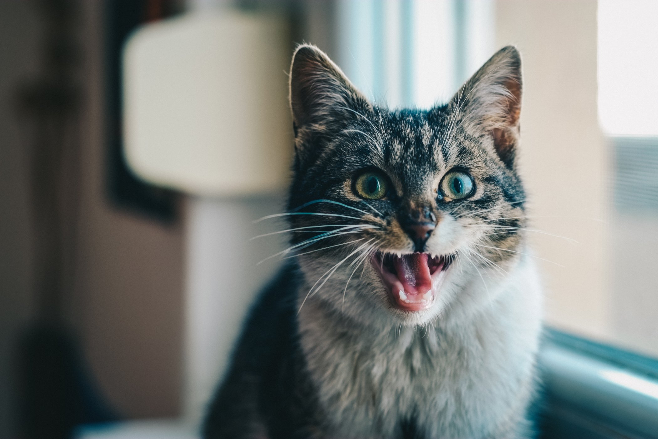 Modi economici per mostrare un po' d'amore al tuo animale domestico