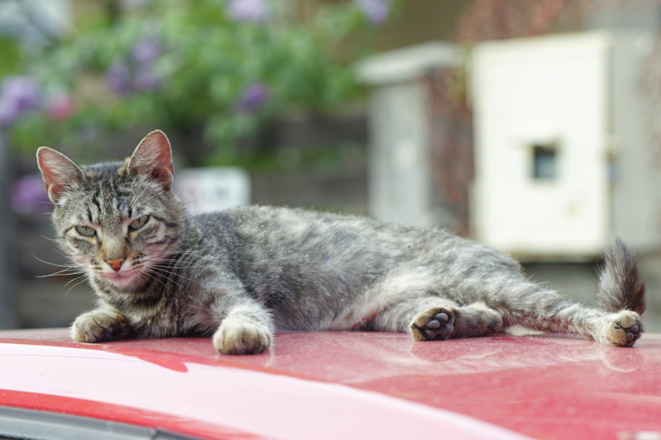 No cat Left Behind: Calls to Change hit and run Laws