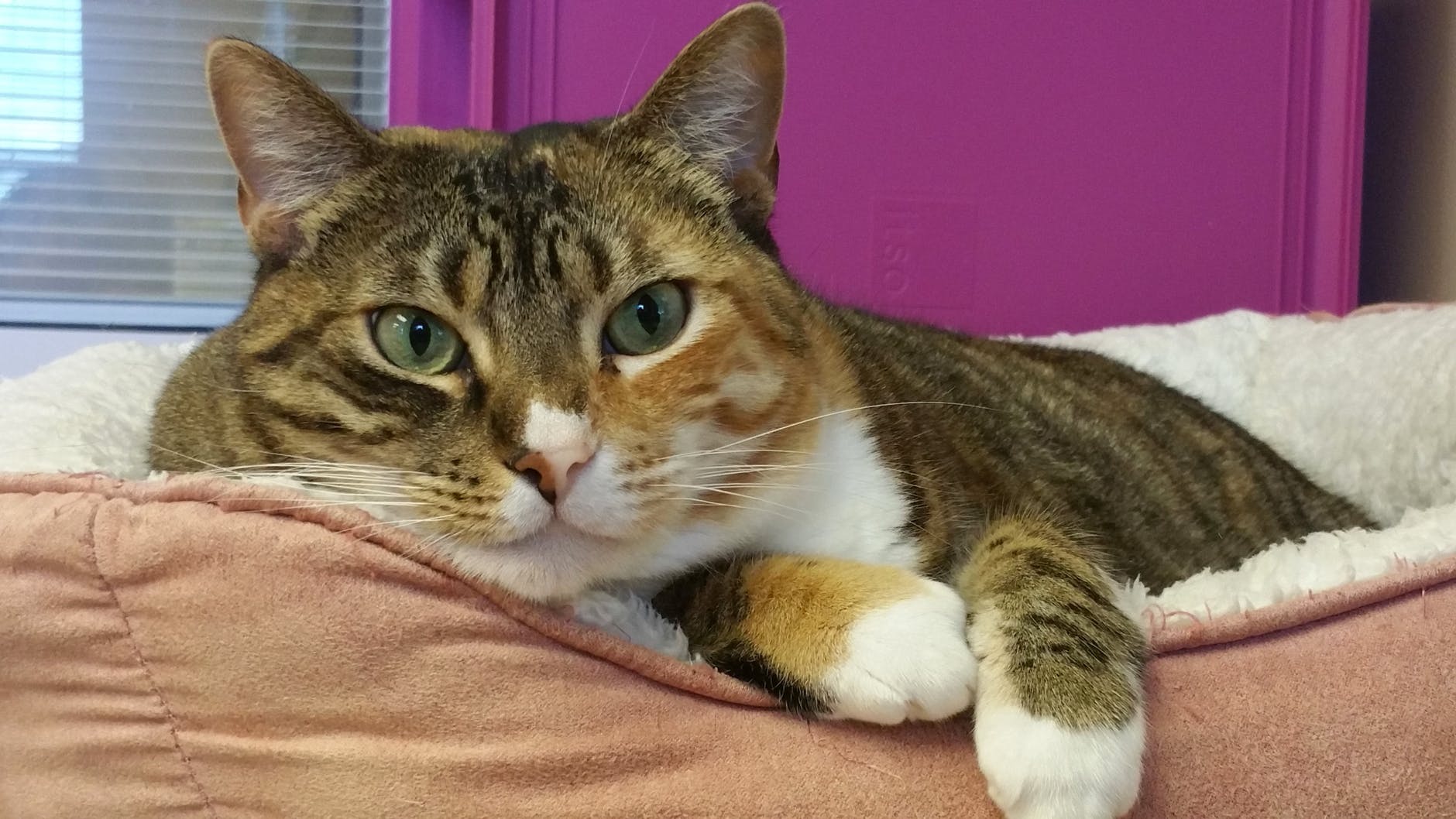 Prendersi cura degli animali domestici anziani