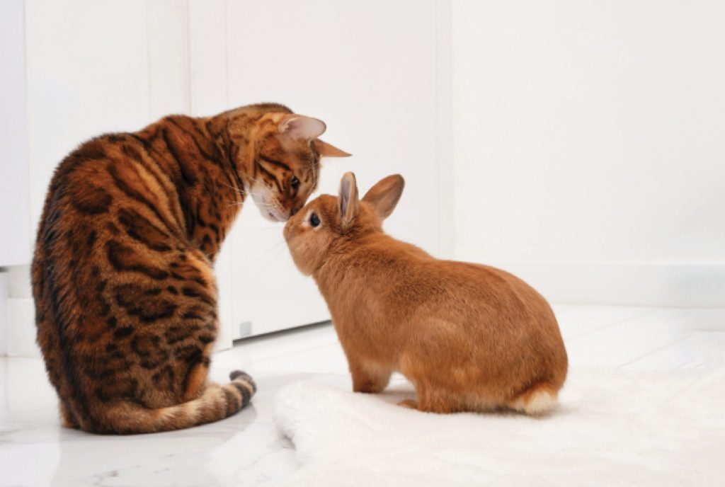 Vivere in pace in una famiglia con più animali domestici