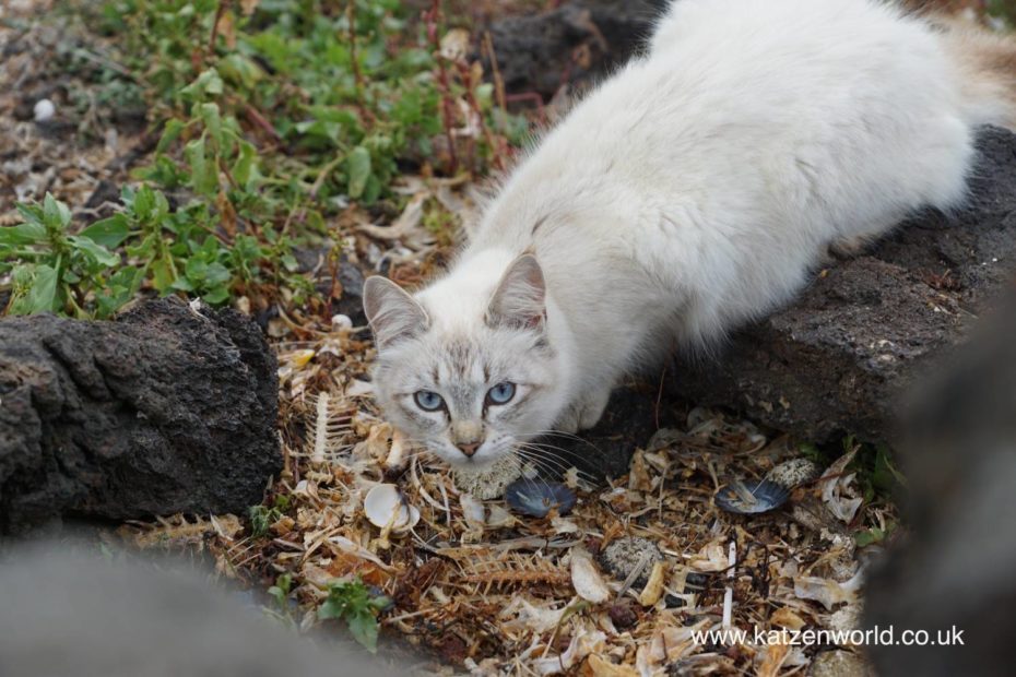 The Cats of Lanzarote, Canary Islands Part 1