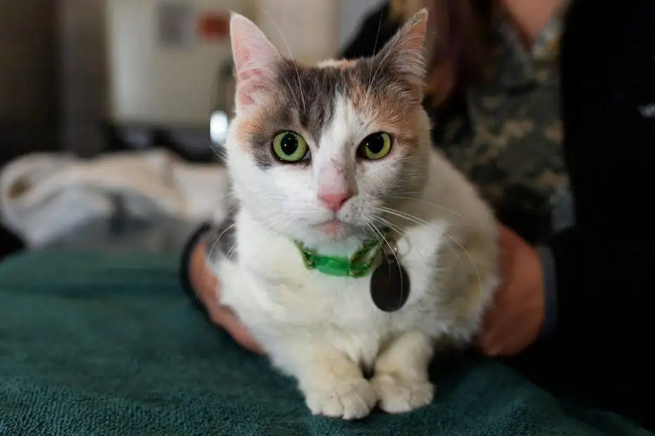Cats Protection Celebrates Compulsory Microchipping of Cats Following Long Campaign